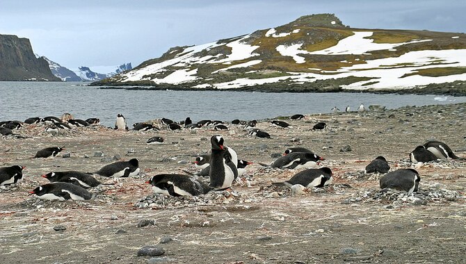 Birdlife Of The Aitcho Islands