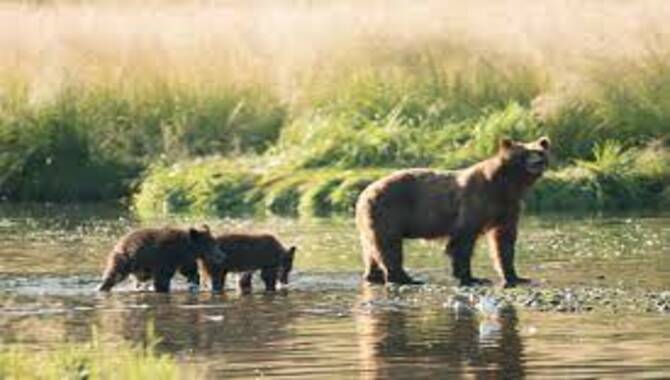 Douglas Islet Wildlife