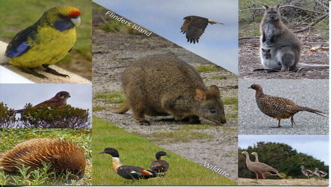 Flinders Island Wildlife