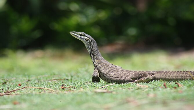 Great Keppel Island Wildlife