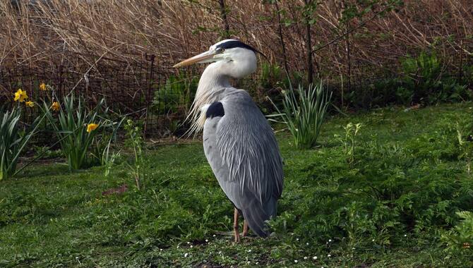 Heron Rock Wildlife