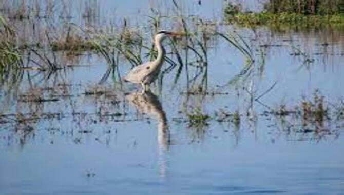 Heron Tourism