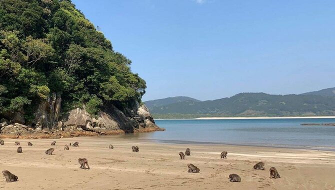 Ile aux Macaques Island