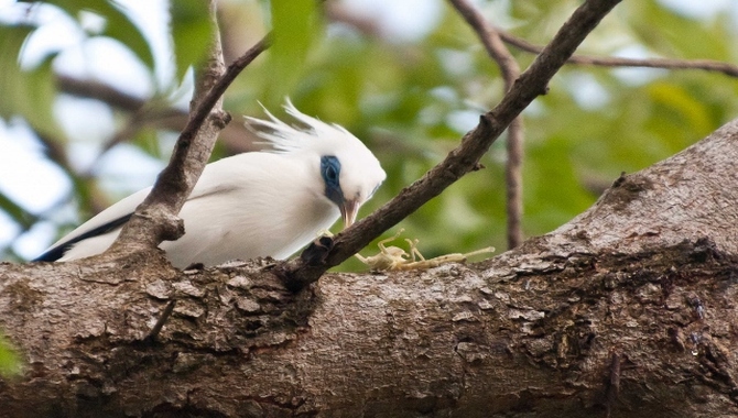 Nusa Penida Island Wildlife