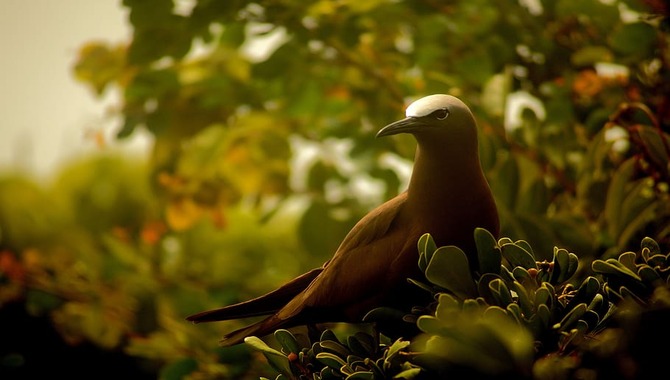 Pigeon Island Wildlife