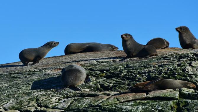 Sound Island Wildlife