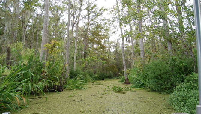 Swamp Island