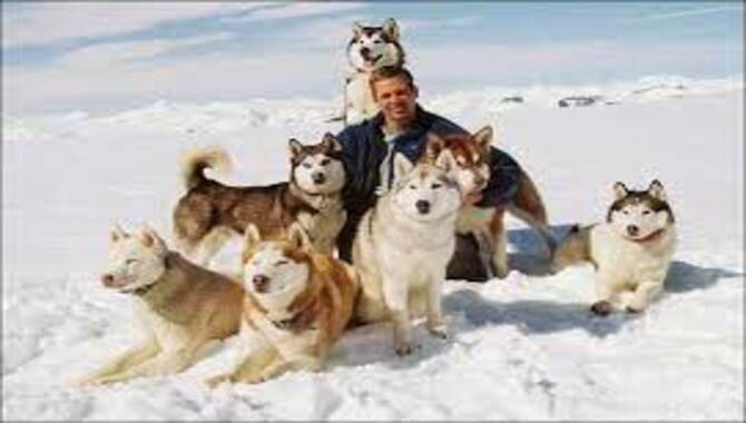 Eight Below (Storyline And Short Review)