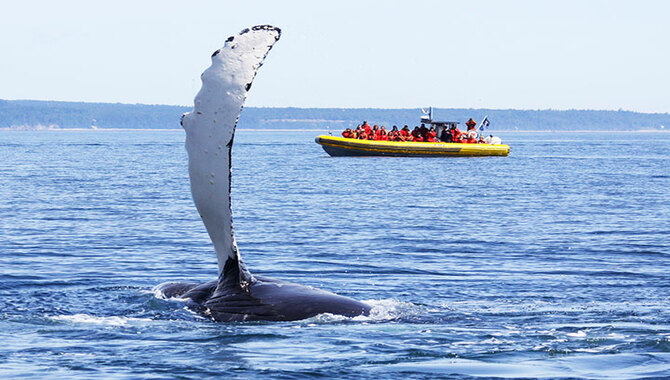 Baleine Tourism