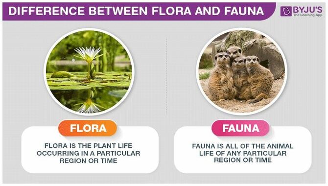 Fauna and Flora