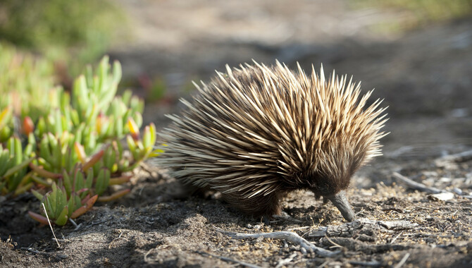 Kangaroo Island Wildlife