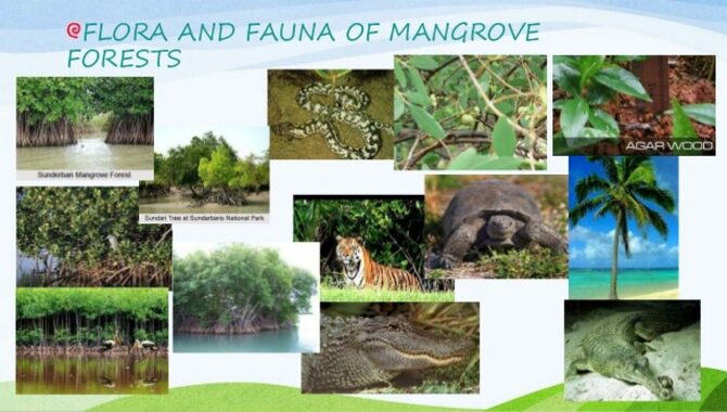 Mangrove Flora and Fauna