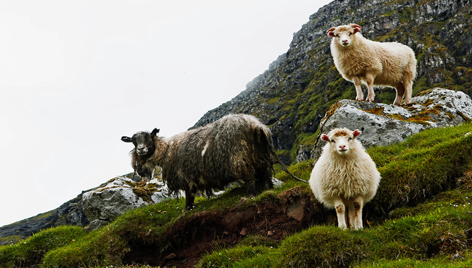 The Island's Inhabitants And Sheep