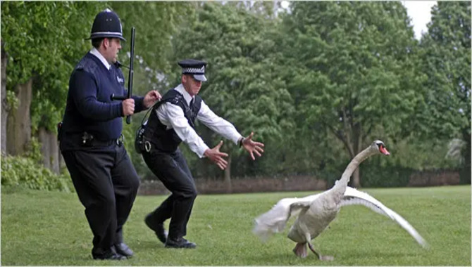 The Storyline Of The Hot Fuzz (2007)